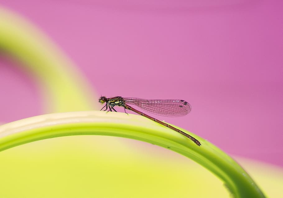 dragonfly, damselfly, nature, insect, wings, bug, biology, green HD wallpaper