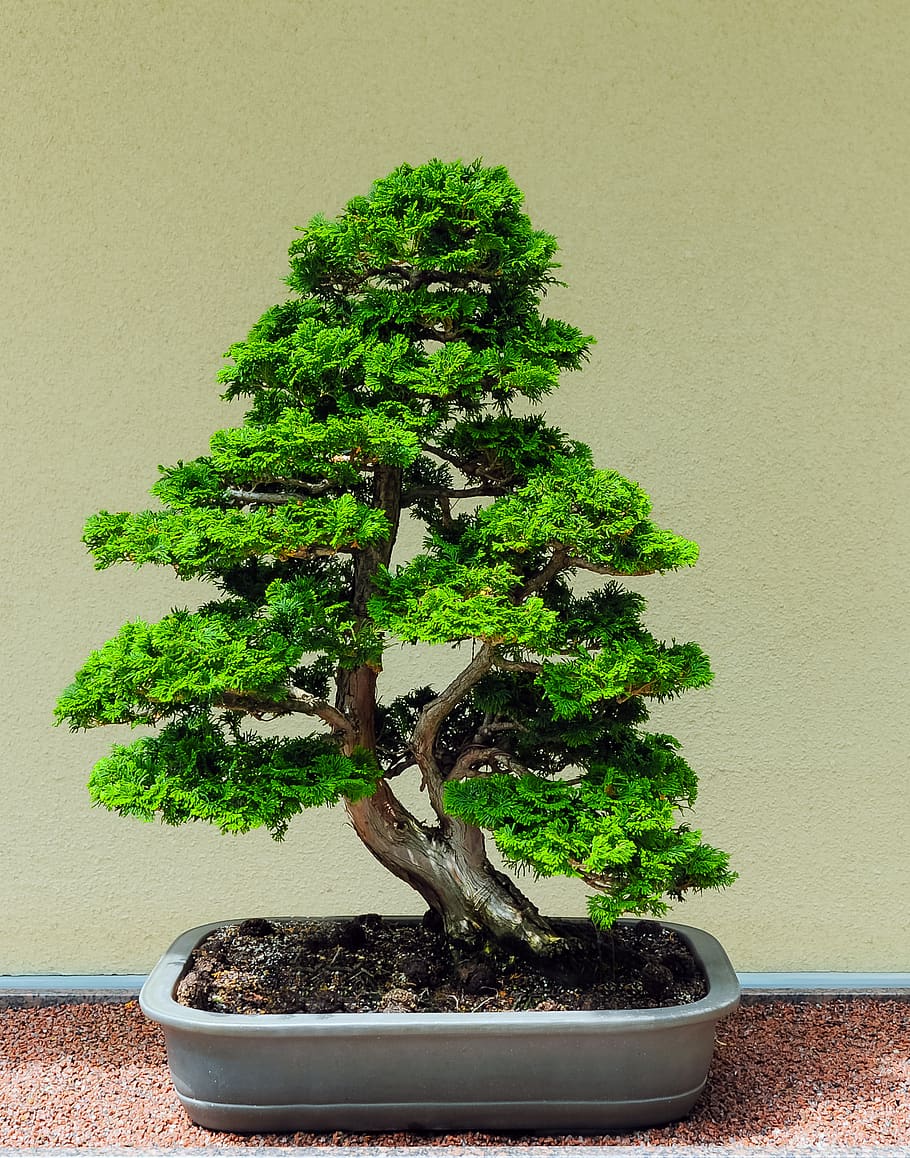 HD wallpaper: bonsai, tree, zen, japanese, plant, growth, green color,  bonsai tree | Wallpaper Flare