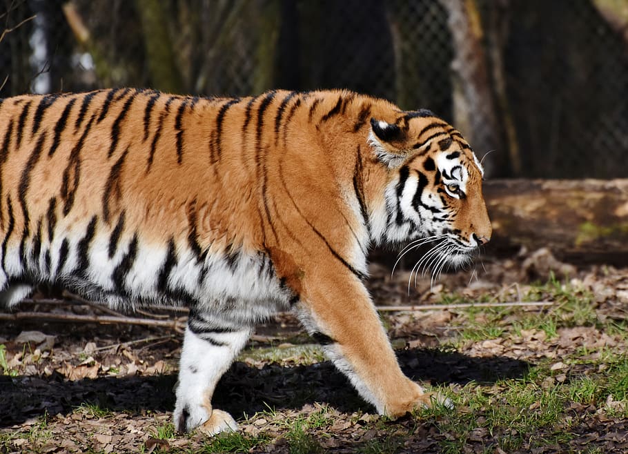 tiger, big cat, predator, wildcat, tiger head, tongue, dangerous HD wallpaper