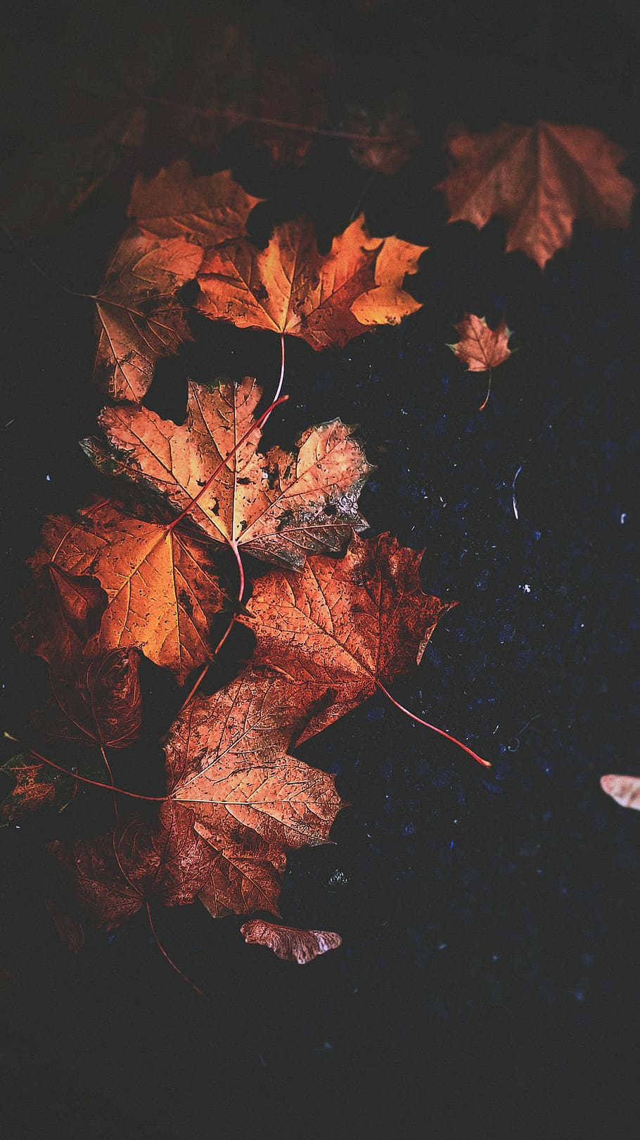 plant part, autumn, leaf, change, nature, beauty in nature HD wallpaper