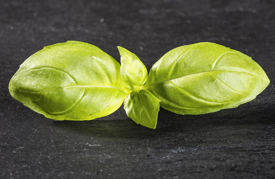 basil, eat, cook, fresh, pasta, italian, healthy, tomatoes HD wallpaper