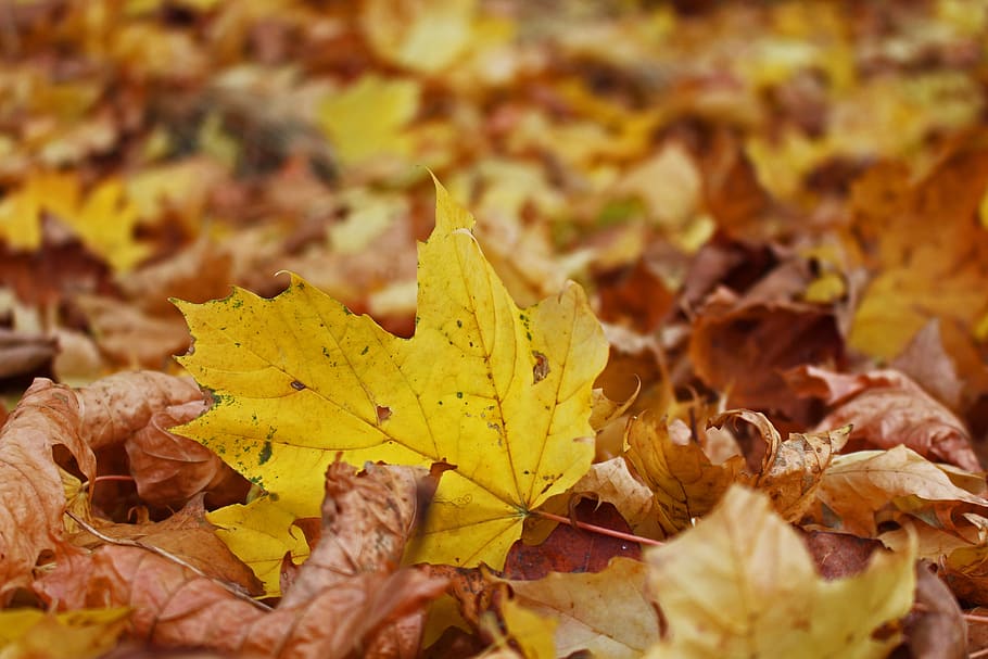 fall foliage, maple leaf, autumn, leaves, fall color, colorful HD wallpaper
