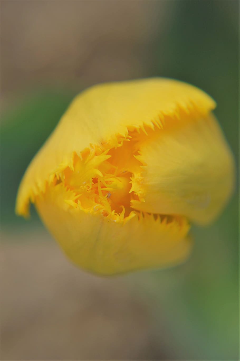 tulip, flower, spring, nature, garden, plants, field, culture HD wallpaper