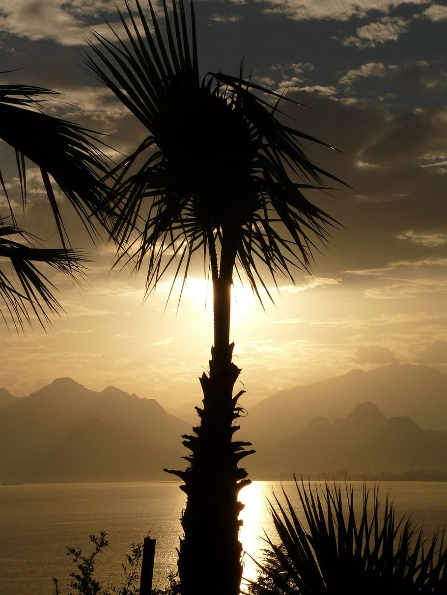 Silhouette Photo of Coconut Tree Beside the Body of Water, mountain range HD wallpaper
