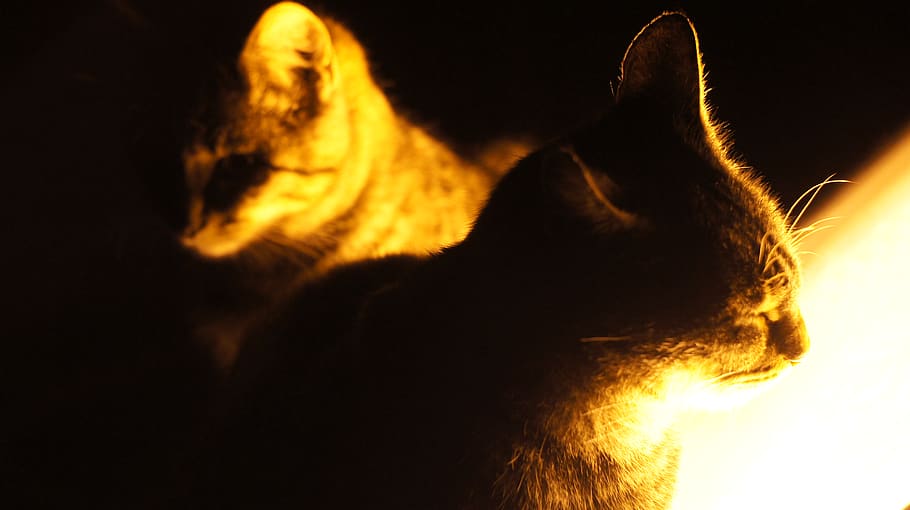 cat, cats, light, mammal, animal themes, one animal, pets, domestic animals HD wallpaper