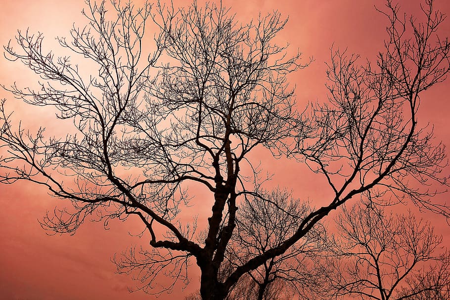 tree, tree top, bare tree, bare branch, winter tree, silhouette HD wallpaper