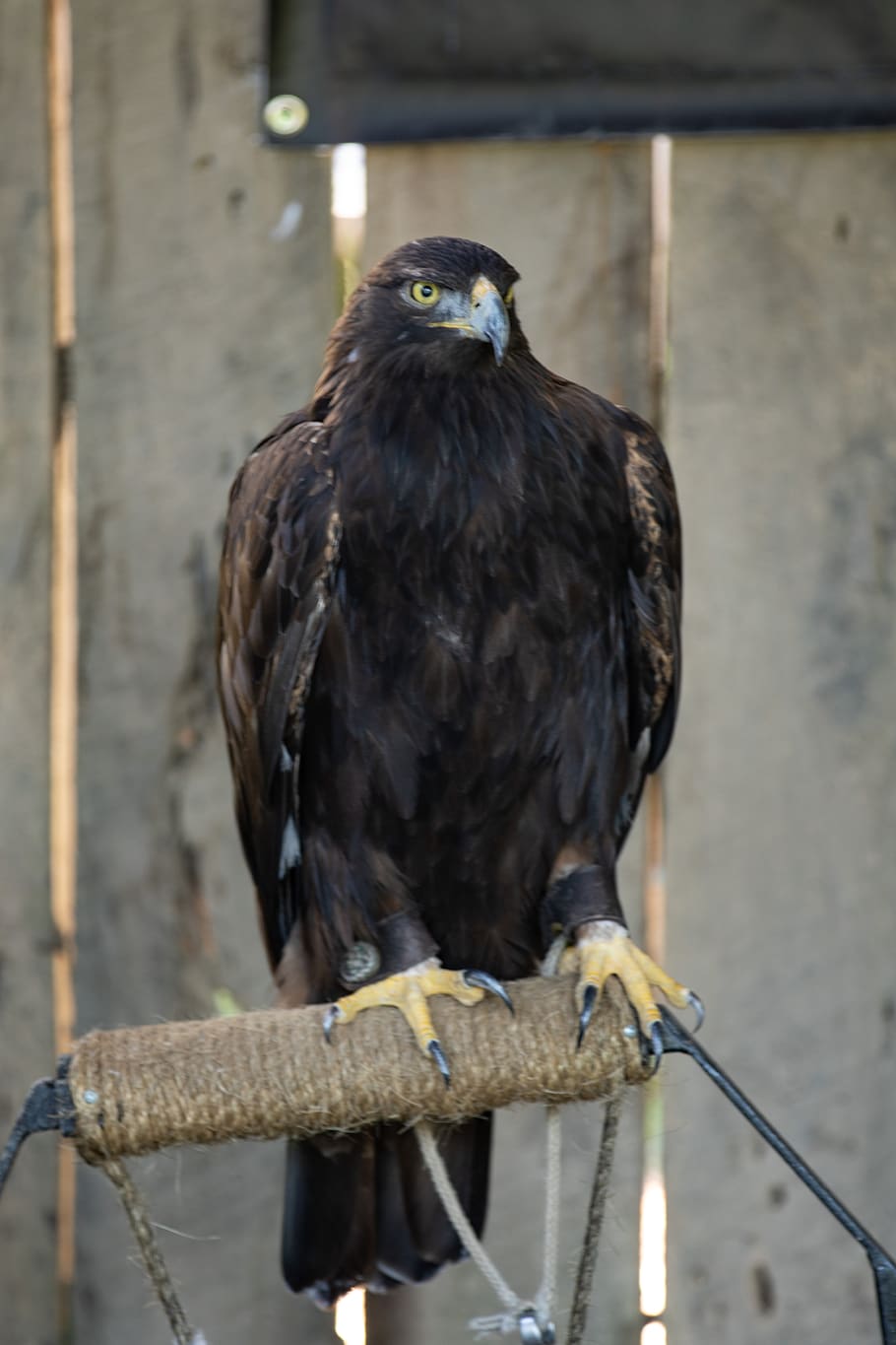 bird, raptor, falcon, predator, vertebrate, animals in the wild HD wallpaper