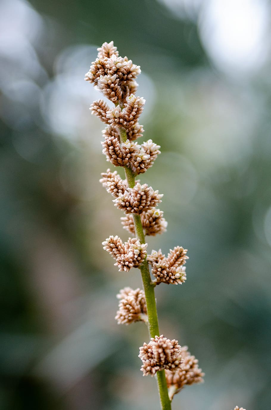 brown grass, plant, lawn, amaranthaceae, pollen, lyon, leaf, blossom HD wallpaper