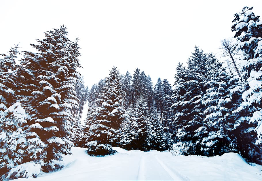 winter, snow, ice, forest, tree, white, frozen, cold temperature HD wallpaper