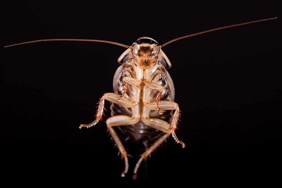 beetle, black, brown, cockroach, directly, below, disgust, exotic