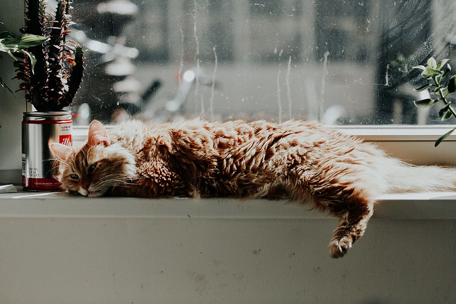 orange tabby cat lying down, feline, window, ledge, cacti, succulent HD wallpaper