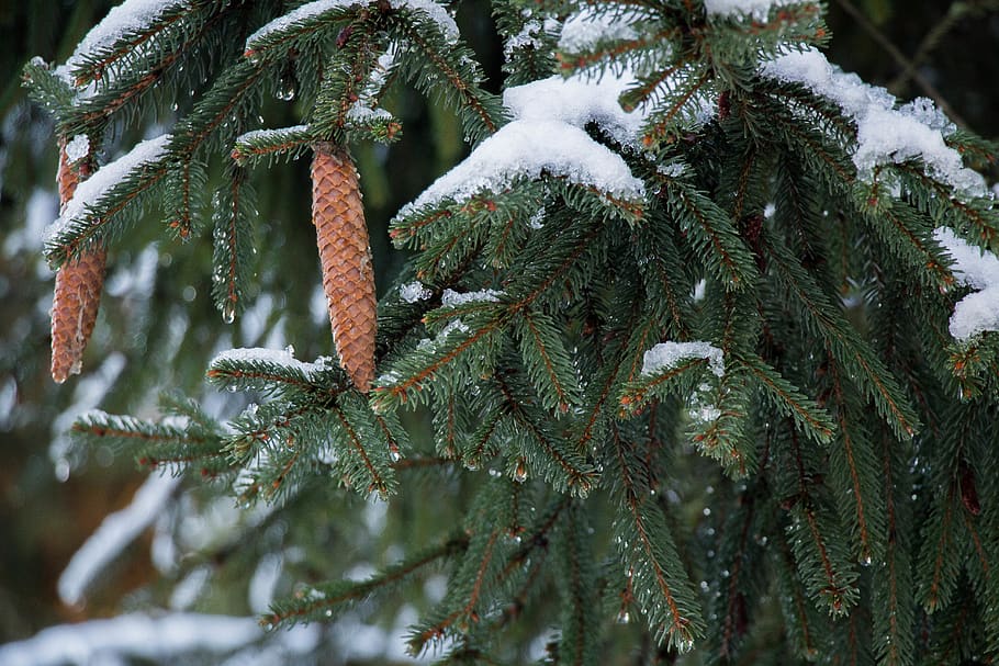 canada, vancouver, cone, winter, evergreen, conifer, trees HD wallpaper