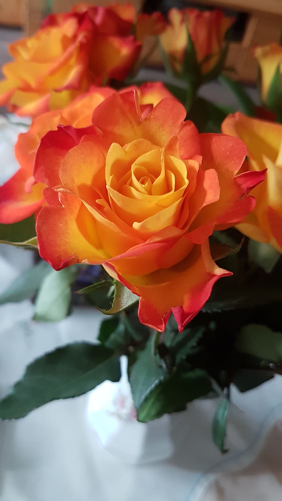 rose, orange, flower, flowering plant, beauty in nature, petal HD wallpaper