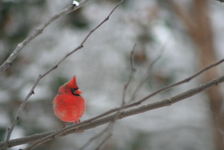 cardinal, bird, winter, nature, male, branch, animal themes HD wallpaper