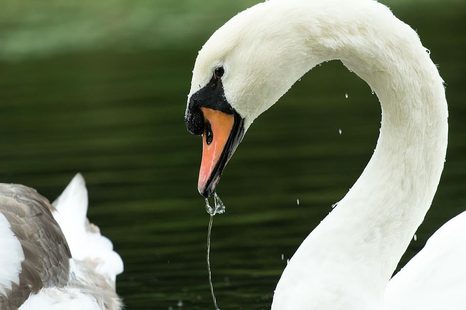 netherlands, dutch, drop, drops, beak, close, eye, nature, swim HD wallpaper