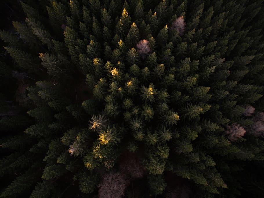 trees-plant-aerial-view.jpg