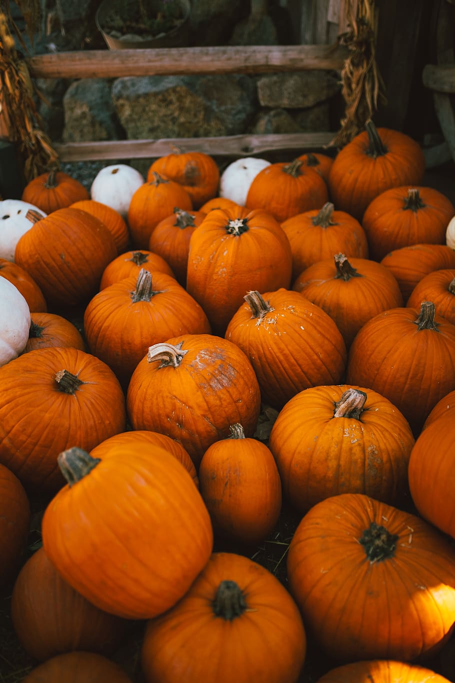 orange pumpkins, orange color, food, food and drink, healthy eating HD wallpaper