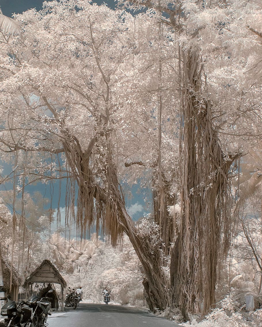 tree illustration, plant, beauty in nature, day, no people, cold temperature HD wallpaper