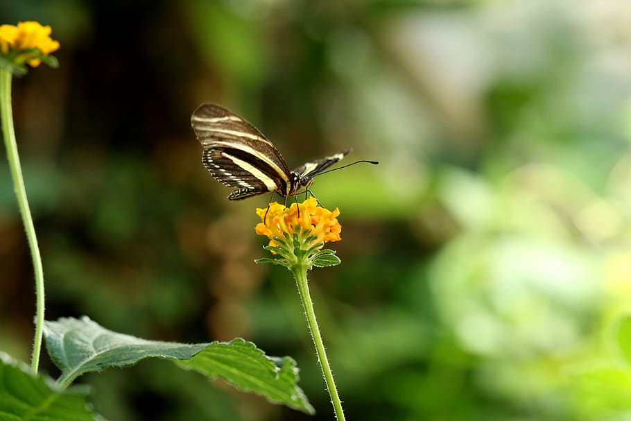 butterfly, insect, tropical, macro, flower, flowering plant HD wallpaper