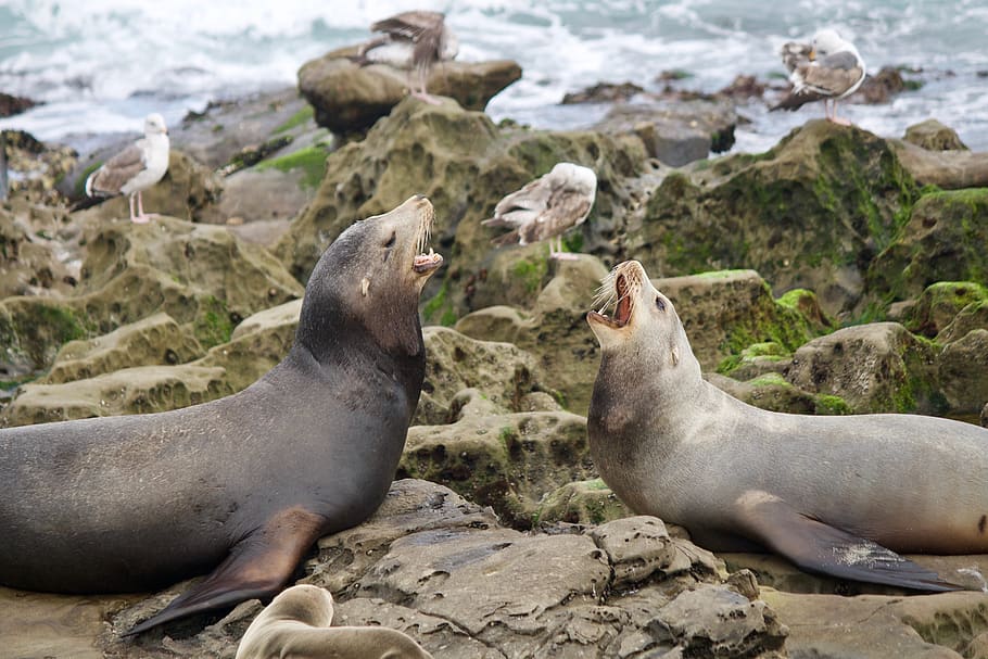 two sealions on brown rocks, animals in the wild, animal wildlife HD wallpaper