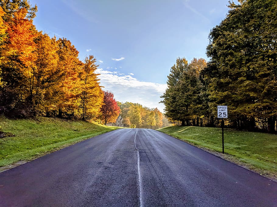 grey asphalt road between trees during daytime, dirt road, gravel HD wallpaper