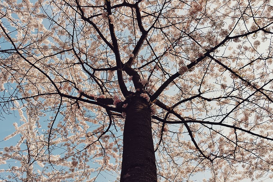 plant, tree trunk, leaves, spring, flowers, cherry blossom HD wallpaper