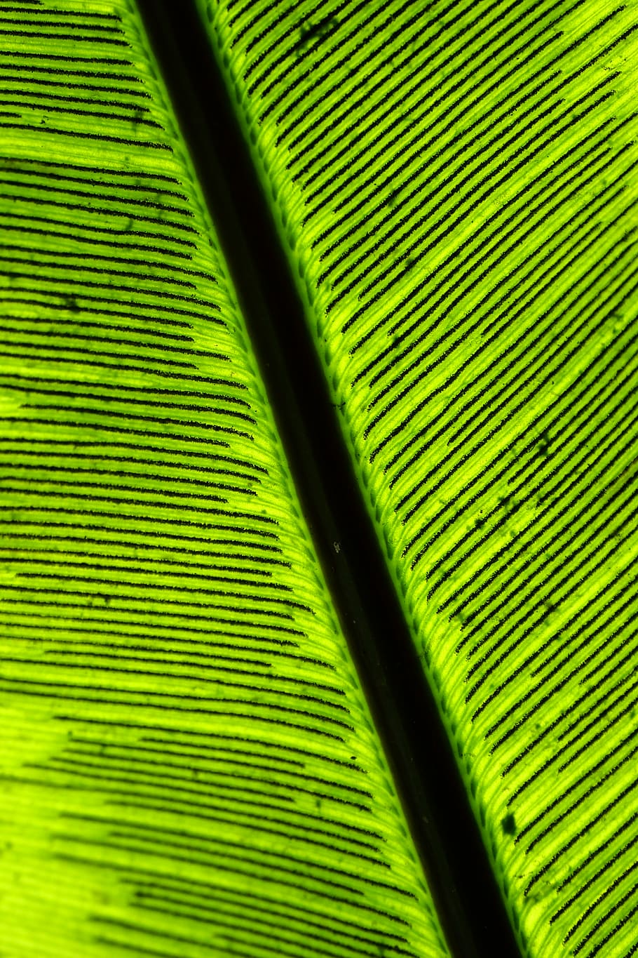 austria, vienna, structure, leaf, macro, wallpaper, green, green color HD wallpaper