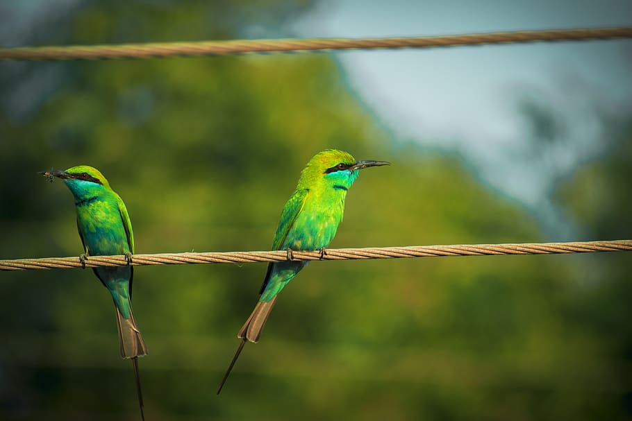 india, gandhidham, bird, vertebrate, animal themes, focus on foreground, HD wallpaper