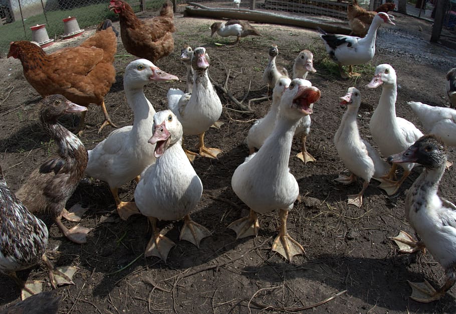 installments, chickens, backyard, bird, farm, group of animals HD wallpaper