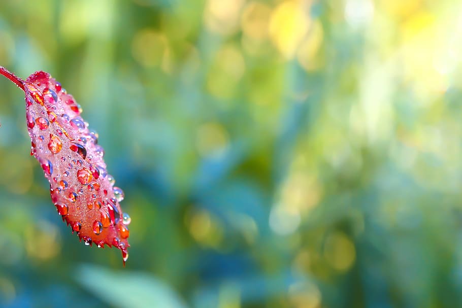 red, leaf, drop, autumn, leaves, nature, bright, color, fall HD wallpaper