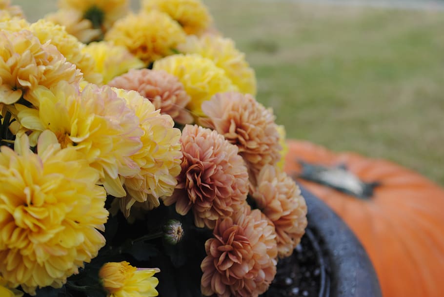 flowers, spring, flower pot, flowering plant, freshness, close-up HD wallpaper
