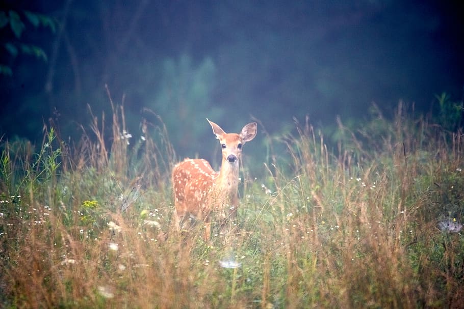 brown deer on grass, mammal, animal wildlife, one animal, animals in the wild HD wallpaper