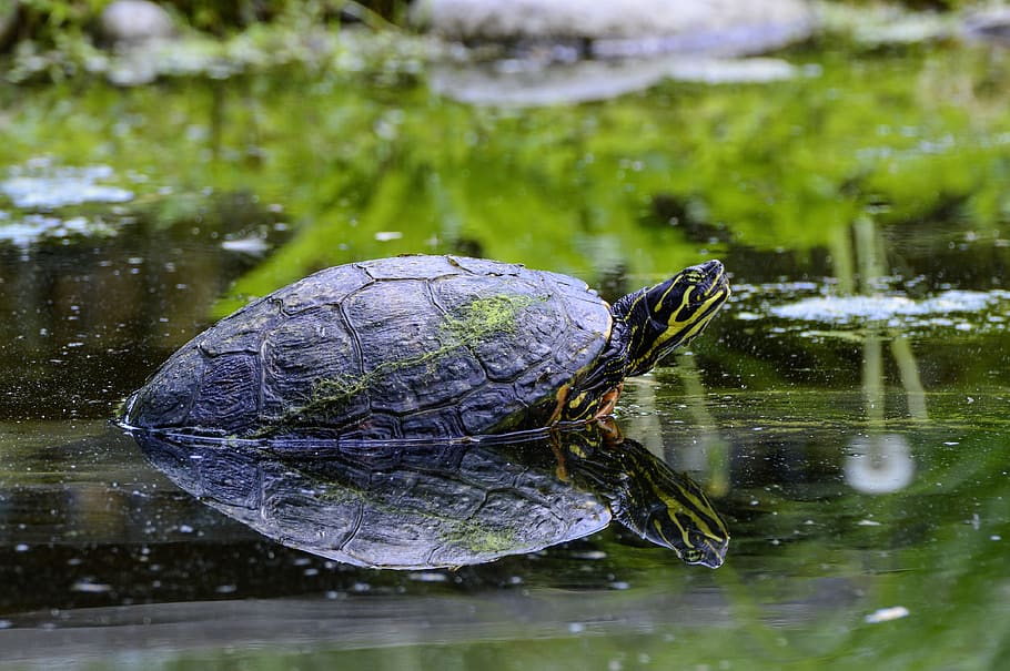 florida, rotbauch, eared, marsh turtle, pond, reptile, water creature HD wallpaper