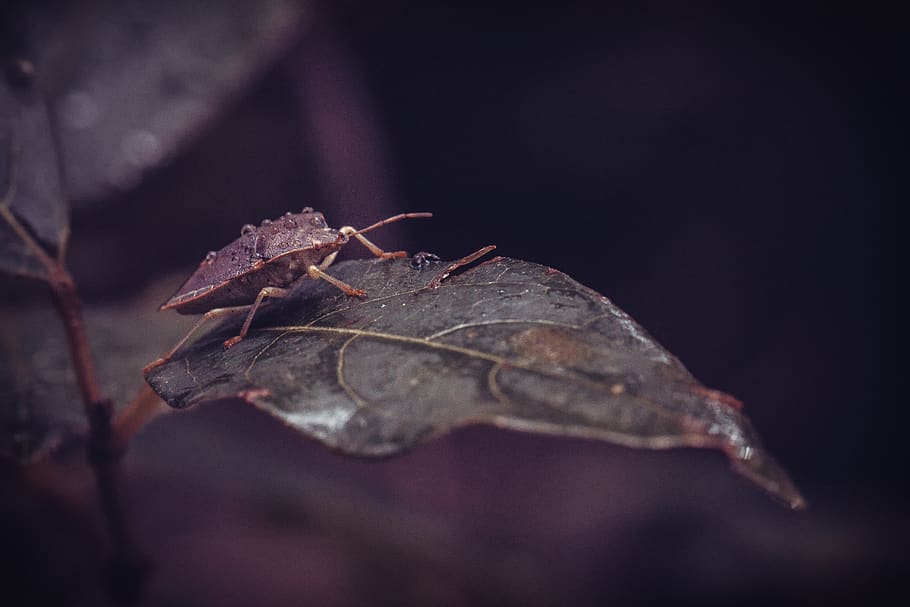 bug, insect, nature, scarab, plants, entomology, green, leaves HD wallpaper