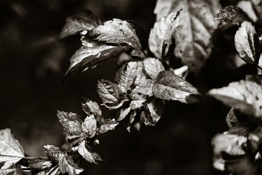 sri lanka, hikkaduwa, white, black, nature photography, texture, HD wallpaper