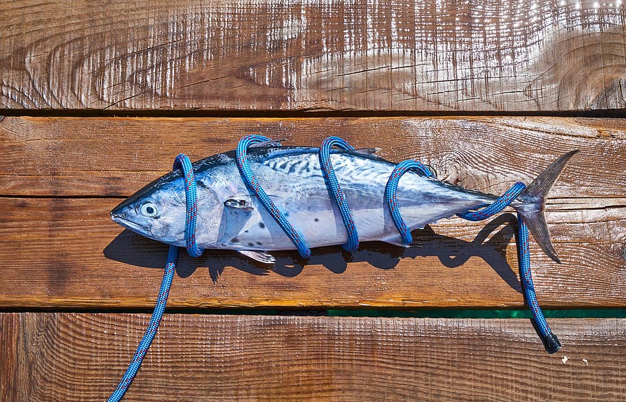 fish, fresh, catch, marine, restaurant, fisherman, cutting HD wallpaper