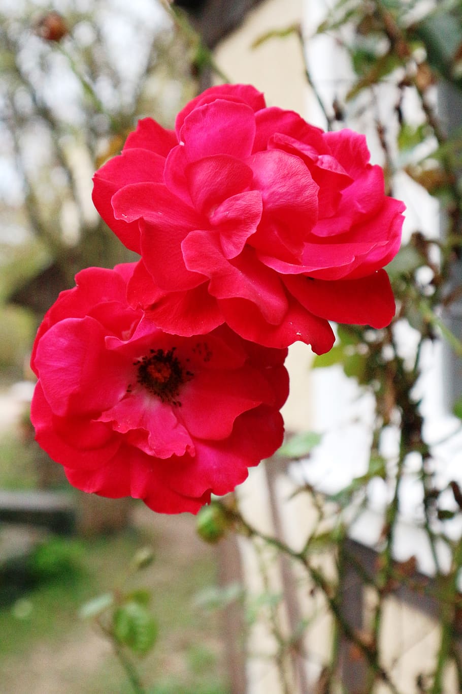 roses, bloom, red, summer, blossom, flowers, beauty, romantic HD wallpaper