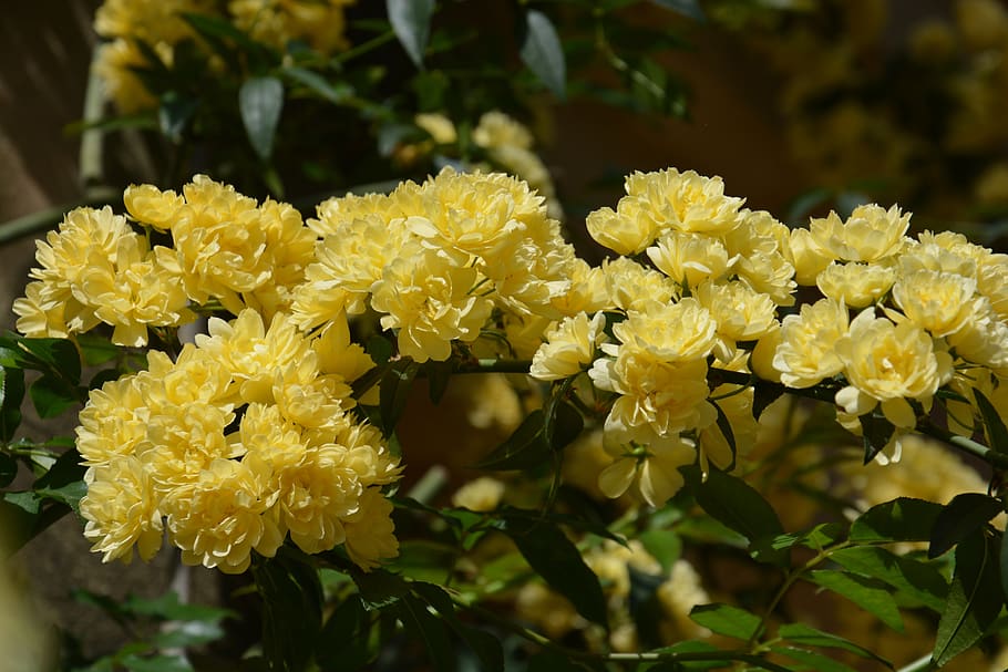 yellow flower, flowers, spring, flowering plant, fragility HD wallpaper