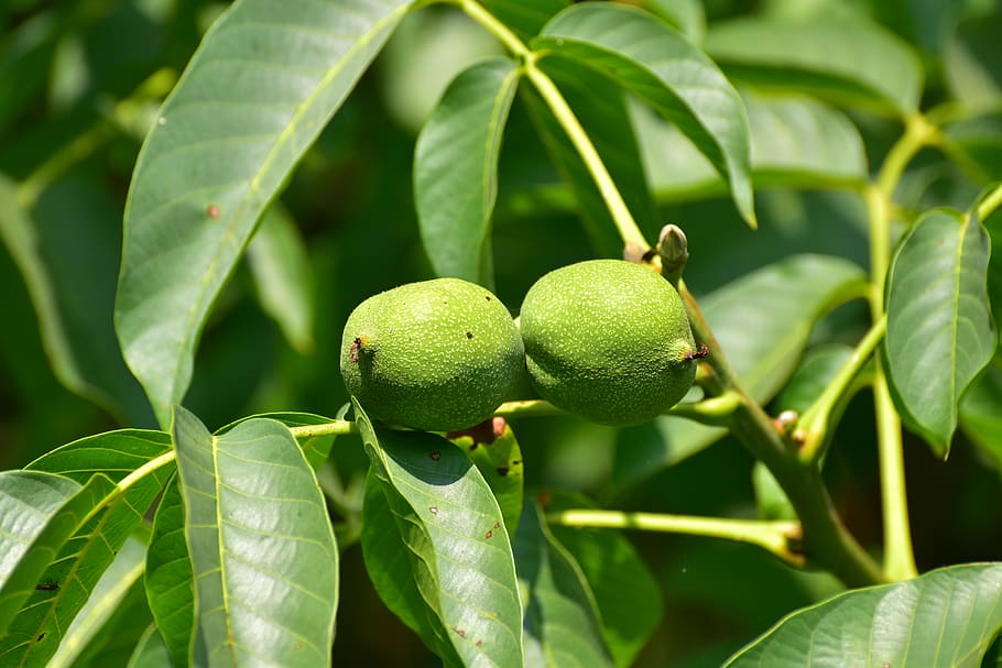 tree, walnut, nature, leaves, walnut tree, walnuts, plant, green HD wallpaper