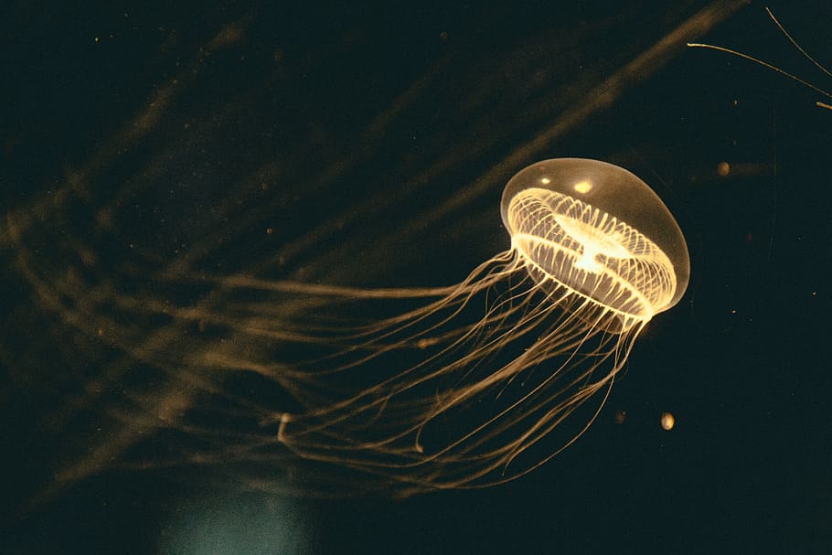 yellow jellyfish, marine, sea life, underwater, animals in the wild HD wallpaper