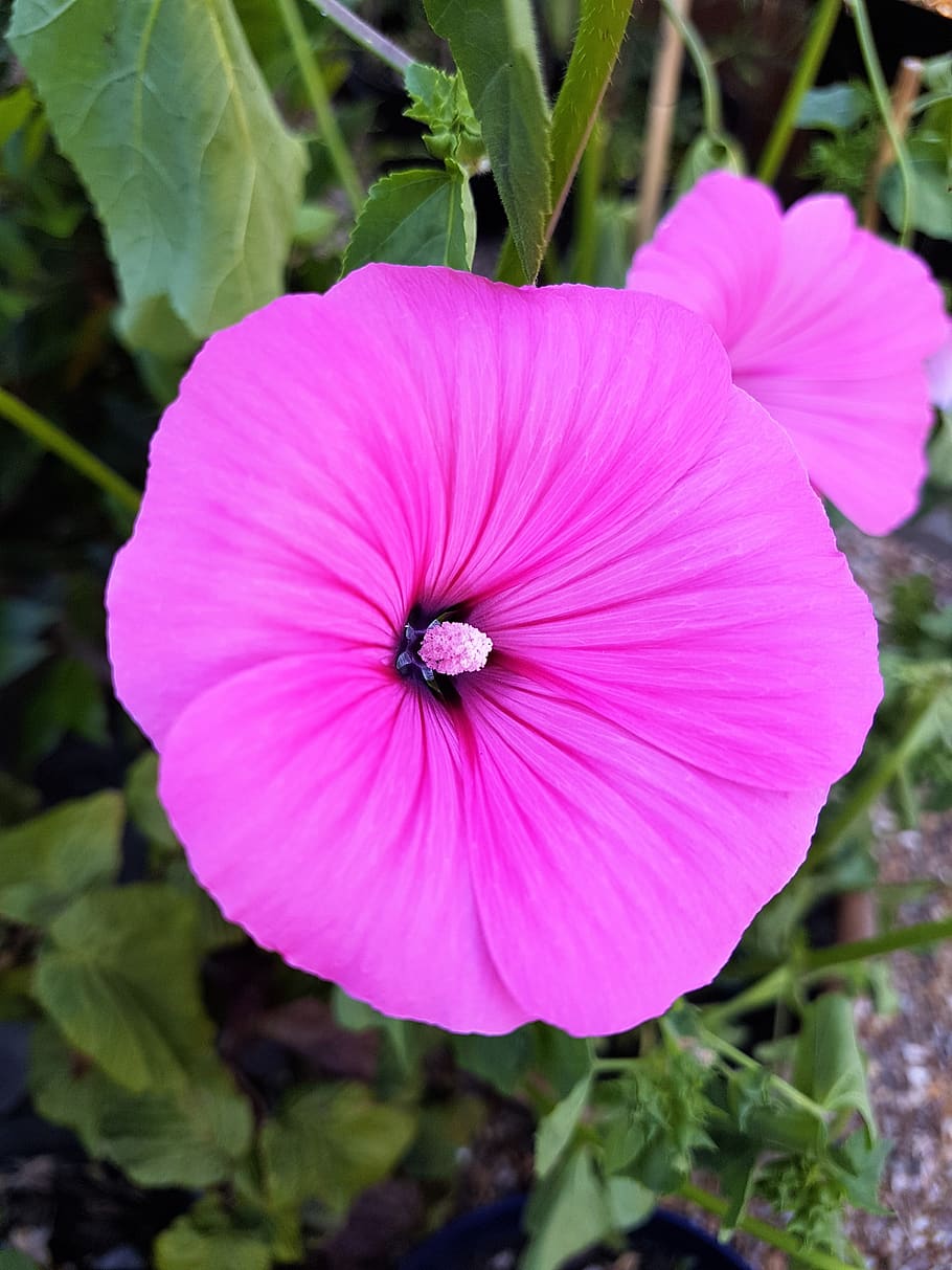 pink, flower, mallow, spring, romantic, garden, blossom, bloom HD wallpaper