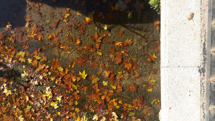 spain, antella, autumn, day, change, nature, leaf, no people HD wallpaper