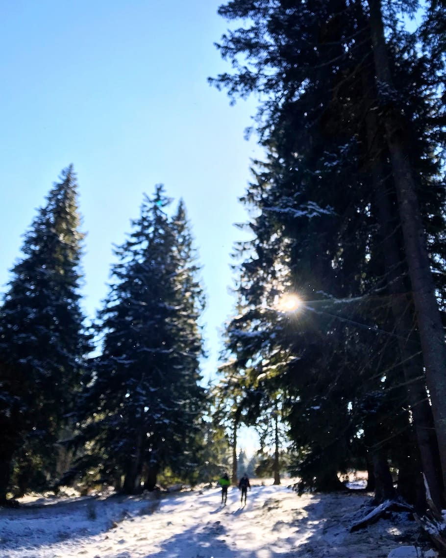 forest covered in snow, tree, plant, flare, light, human, person HD wallpaper