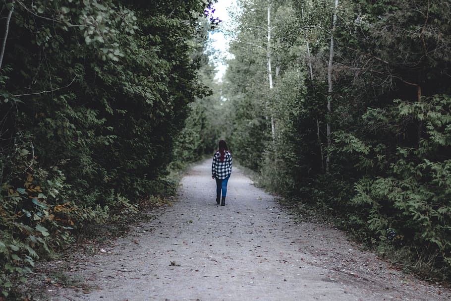 canada, uxbridge, tree, plant, forest, the way forward, real people HD wallpaper