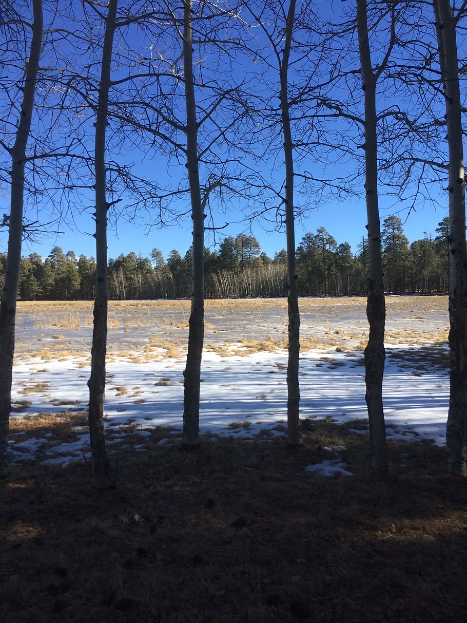 straight trees, winter, six, plant, water, land, sky, tranquility HD wallpaper