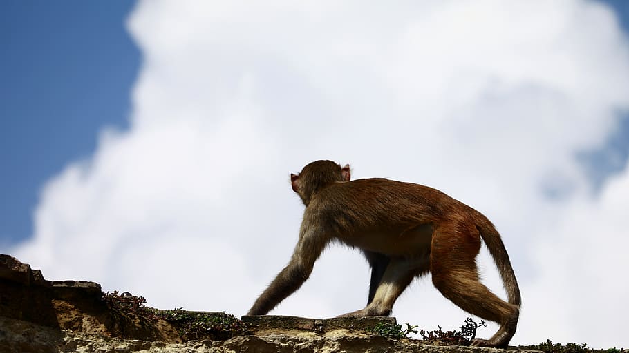 nepal, kathmandu, mammal, primate, one animal, animal wildlife HD wallpaper
