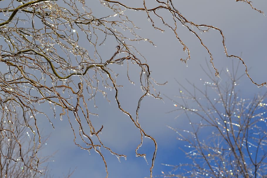 ice, sparkle, winter, sky, trees, covered, corkscrew willow HD wallpaper