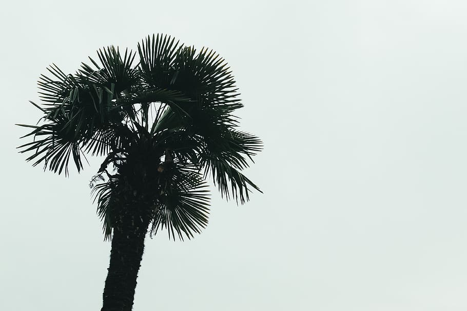 pal, tree, plant, nature, leaf, palm tree, tropical climate HD wallpaper