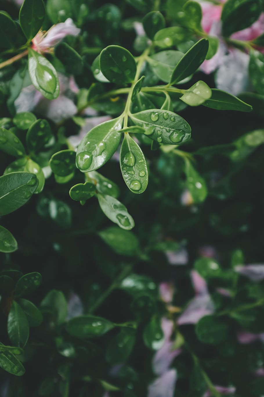 green leaves, leaf, green color, plant part, growth, beauty in nature HD wallpaper