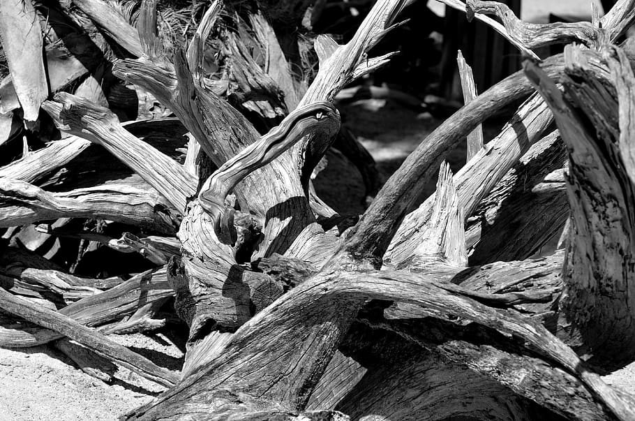 driftwood, tree, nature, beach, coast, water, shore, natural HD wallpaper